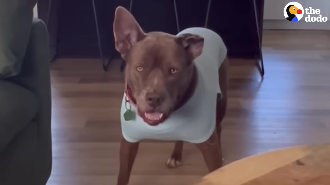 A brown dog wearing a light blue shirt stands in a living room, looking forward with perked ears.