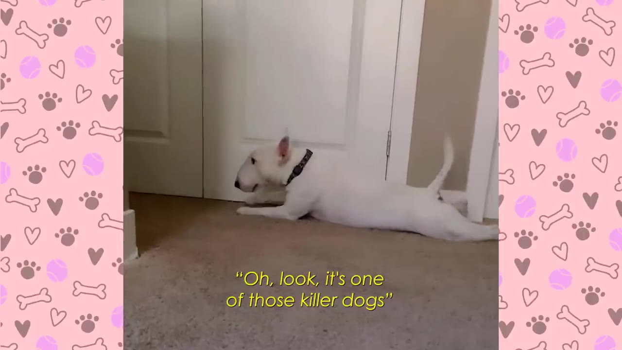 A white Bull Terrier lies on a carpeted floor in front of a white door, with text on the screen reading, "Oh, look, it's one of those killer dogs".