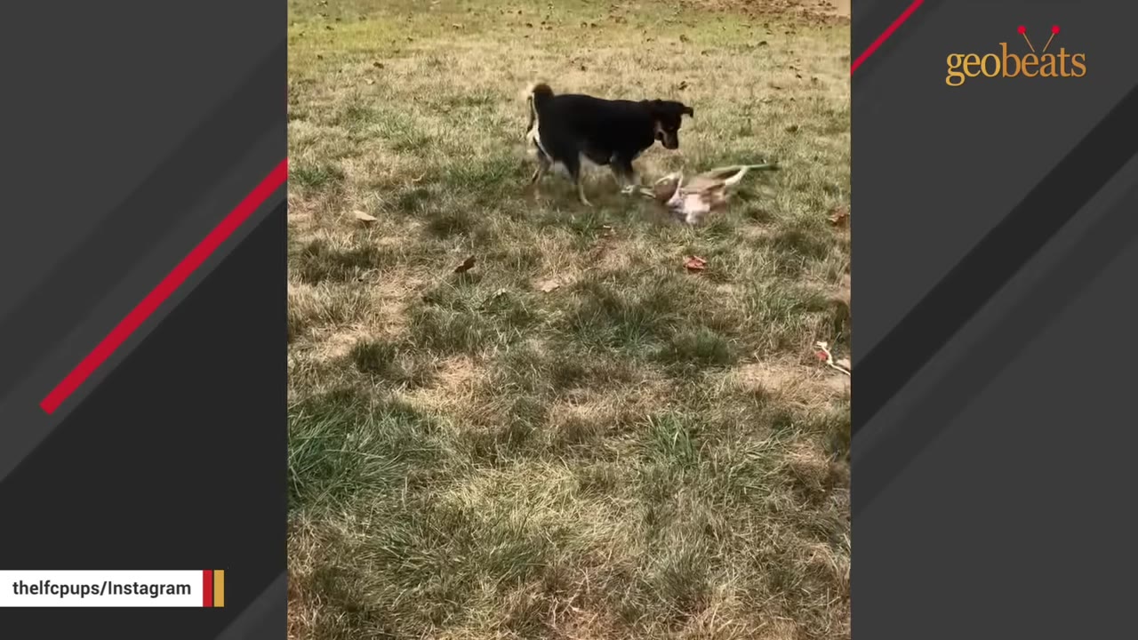 A small brown and white puppy lies on its back in the grass, playfully interacting with a larger black and white dog.