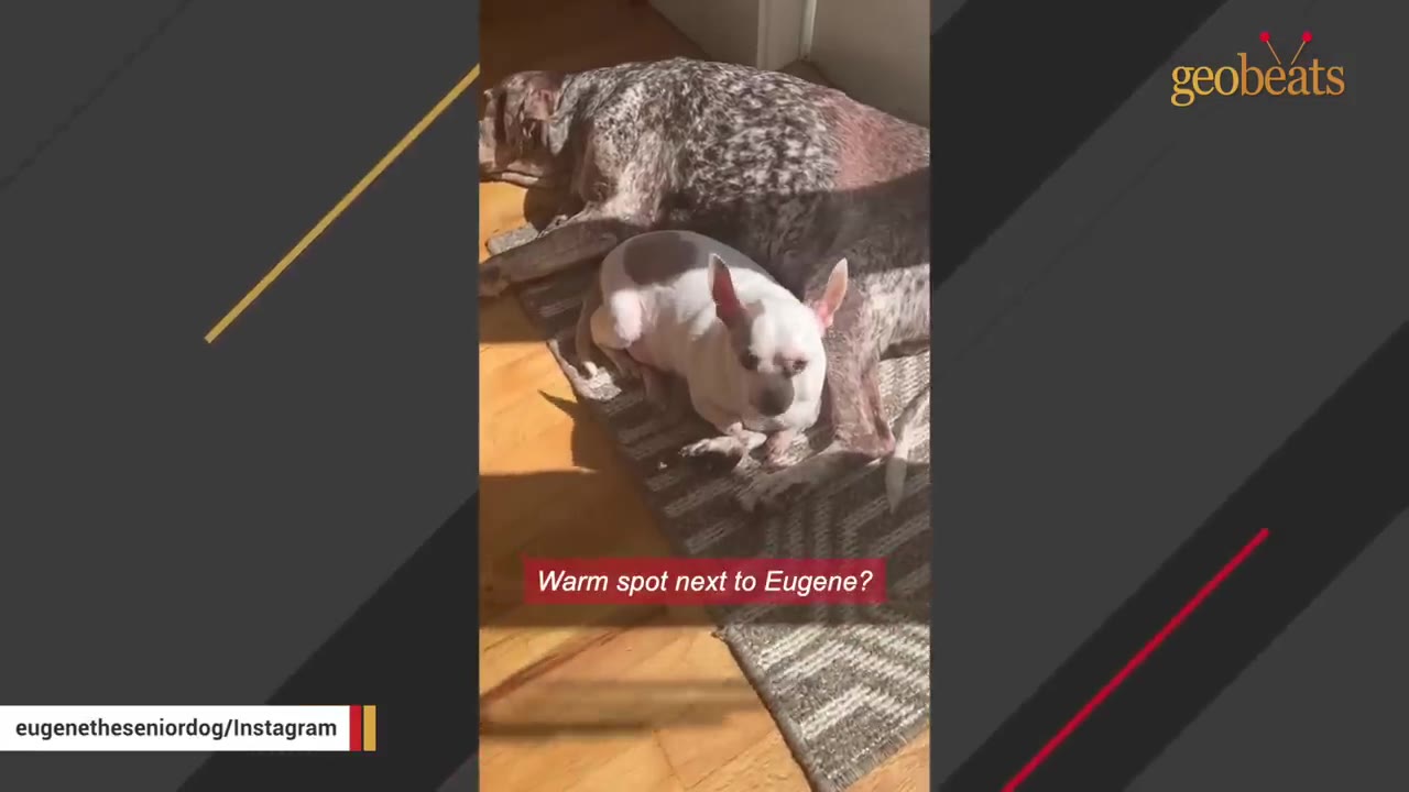 A small white dog sits closely next to a larger, speckled dog on a rug in a patch of sunlight.