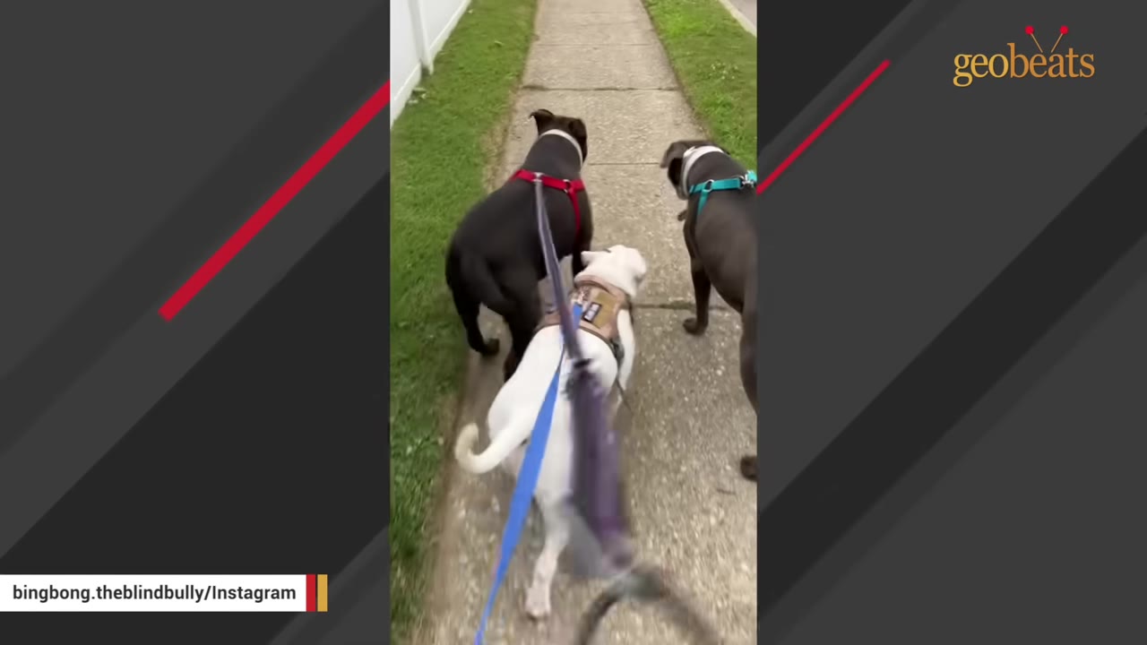 Three dogs, one white and two dark-colored, walking side-by-side on leashes down a concrete sidewalk.