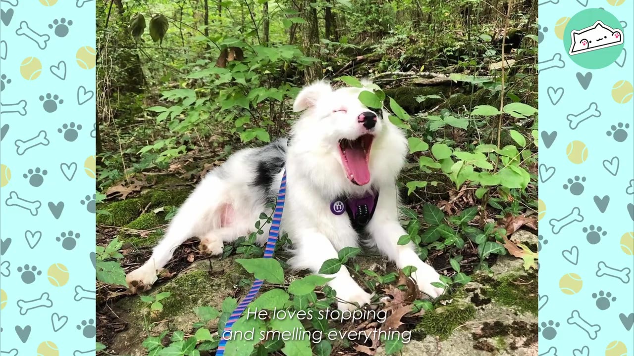 A fluffy white and grey dog with a purple harness lies on a mossy, leaf-covered ground in a forest, yawning with its mouth wide open.