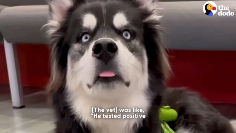 Michigan Husky Was So Weak He Couldn’t Stay Awake, But A Sudden Nosebleed Leads To A Beautiful Transformation