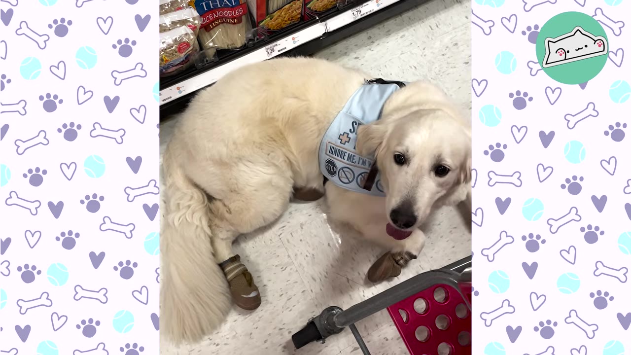 A light-colored golden retriever service dog wearing a light blue vest that reads 'IGNORE ME, I'M WORKING' lies on the floor of a grocery store aisle.