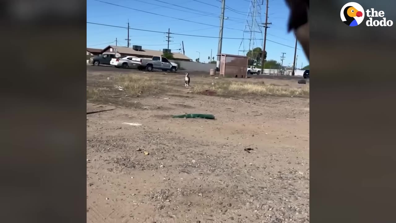 A small brown and white dog stands still in the middle of a wide, dusty dirt lot under a clear blue sky.