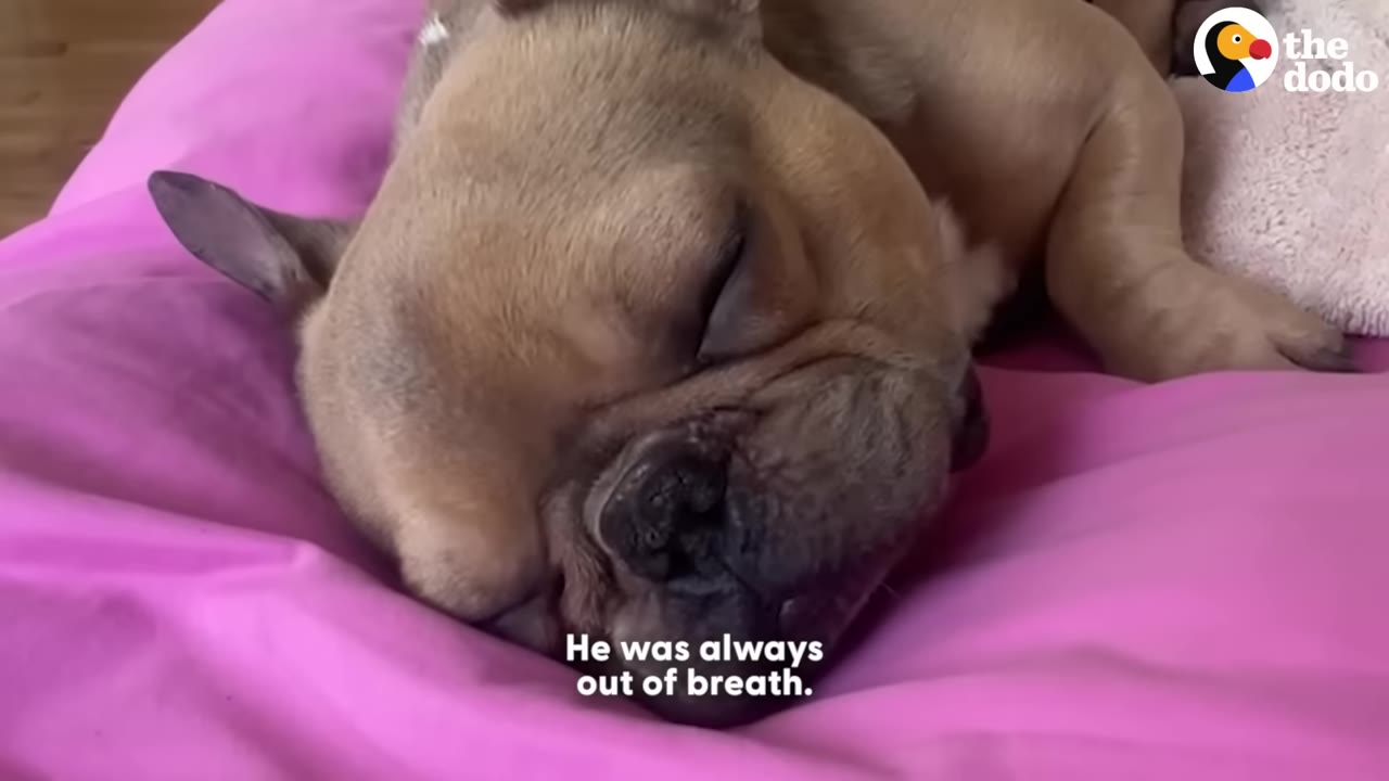 A close-up of a tan French bulldog resting its head on a bright pink cushion, with text overlay reading 'He was always out of breath.'