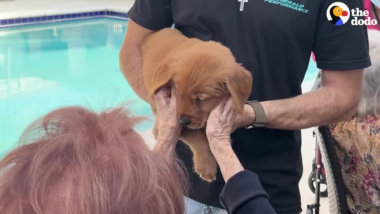 A golden puppy is held by a man while an elderly woman gently cups the puppy's face with her hands near a swimming pool.