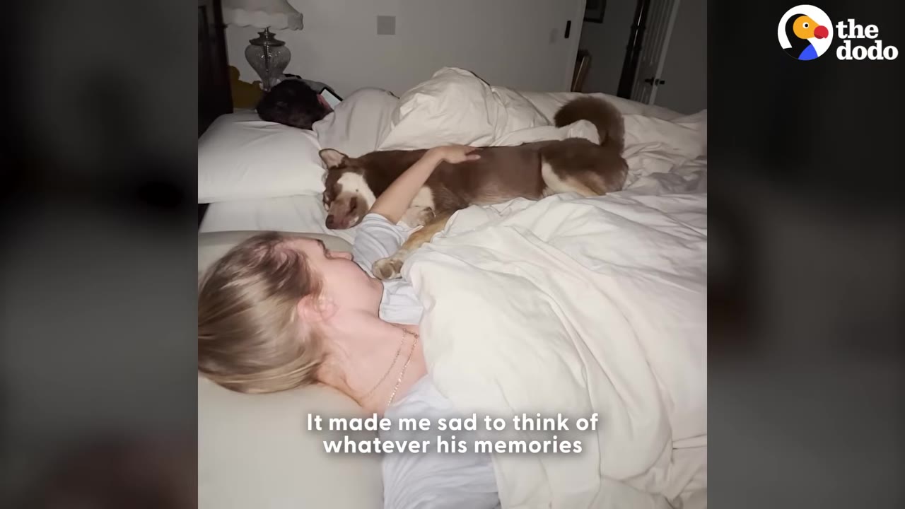A brown and white dog lies in a bed between two people under white blankets, with a woman in the foreground gently resting her hand on his back.
