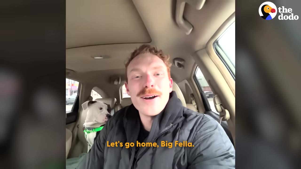 A man with a mustache smiles in the driver's seat of a car while a black and white dog sits in the back seat wearing a green harness.