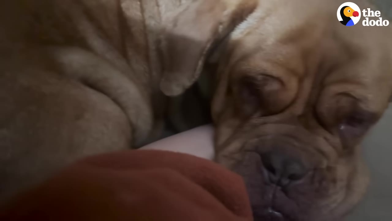 A close-up of a brown dog with wrinkled skin resting its head sadly.
