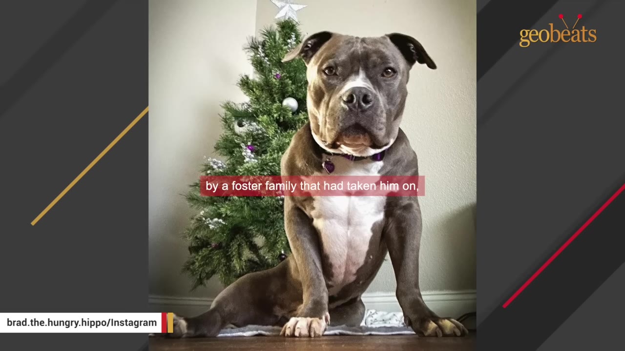 A grey and white pit bull sits upright on a blanket in front of a small decorated Christmas tree.