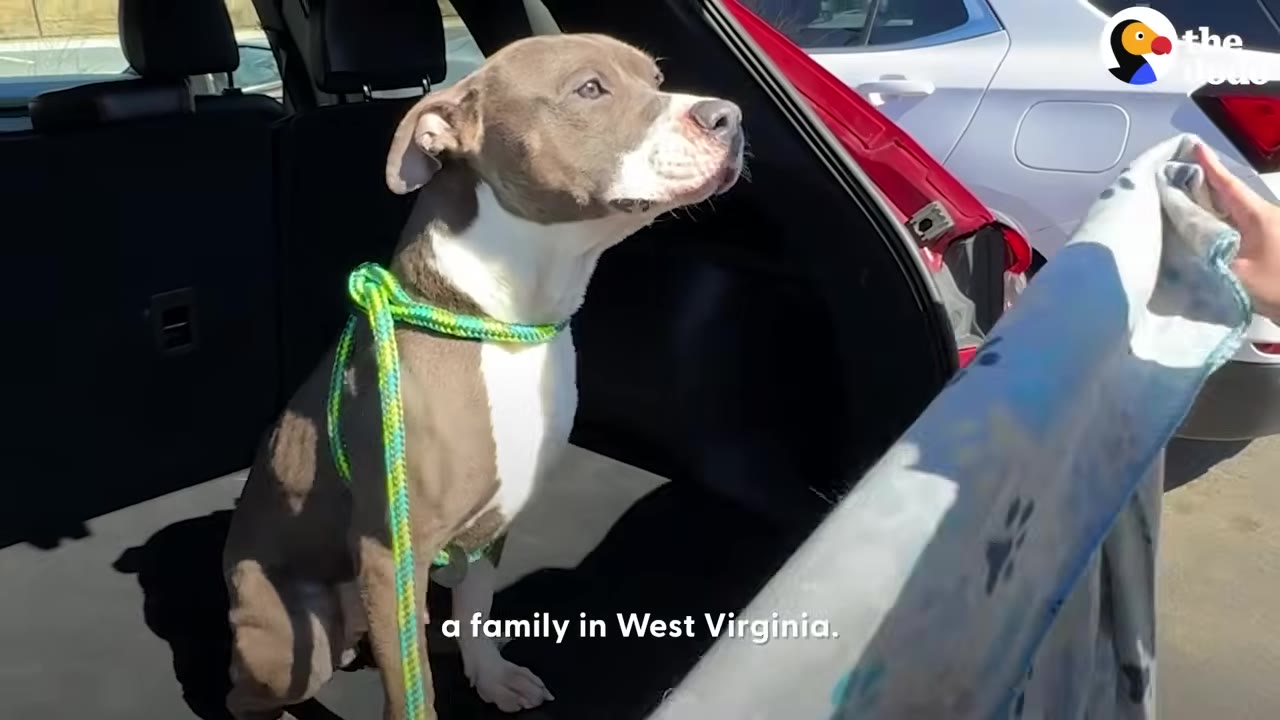 A gray and white pit bull wearing a green leash sits in the open trunk of a car, looking out expectantly.