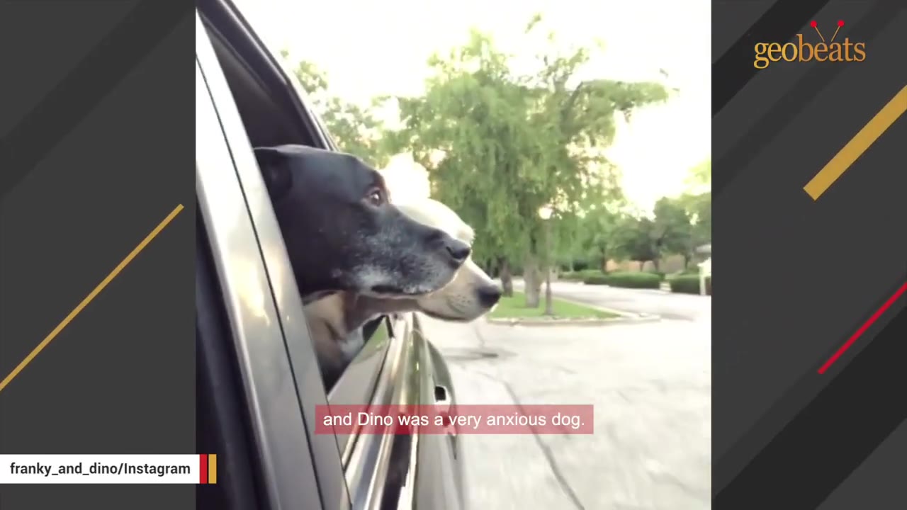 A black and white dog and a tan dog stick their heads out of a car window together.