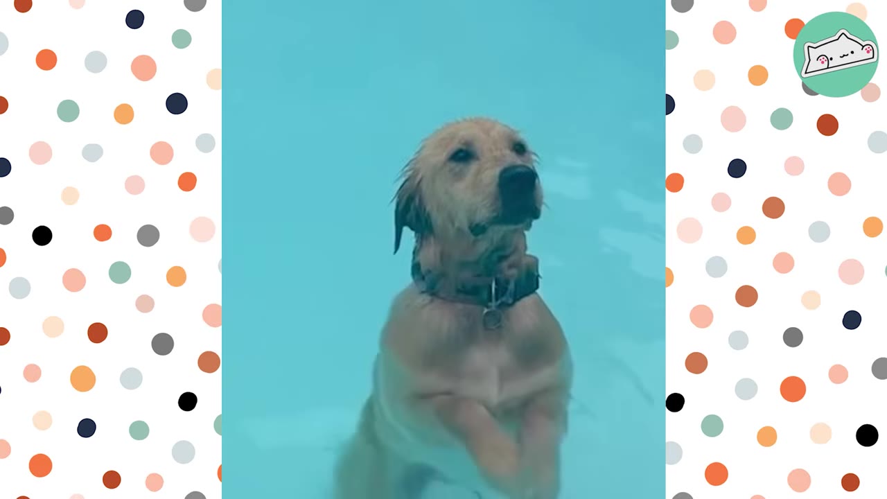 A golden retriever stands upright in clear blue water, looking forward with wet fur.