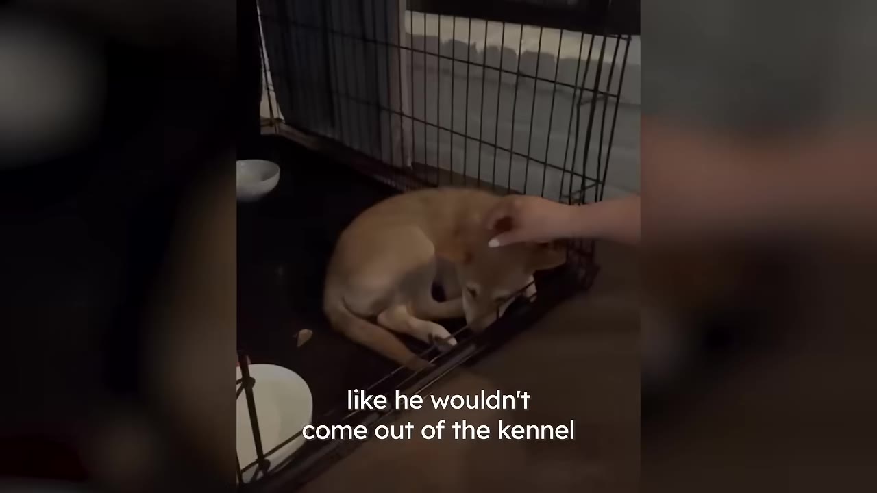 A small, light brown puppy curls up fearfully inside a wire dog crate indoors as a hand gently reaches in to pet its head.