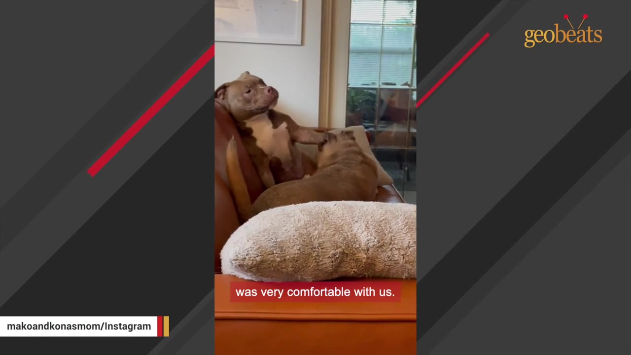 A brown and white dog sits comfortably on a brown leather couch next to another dog, looking relaxed.