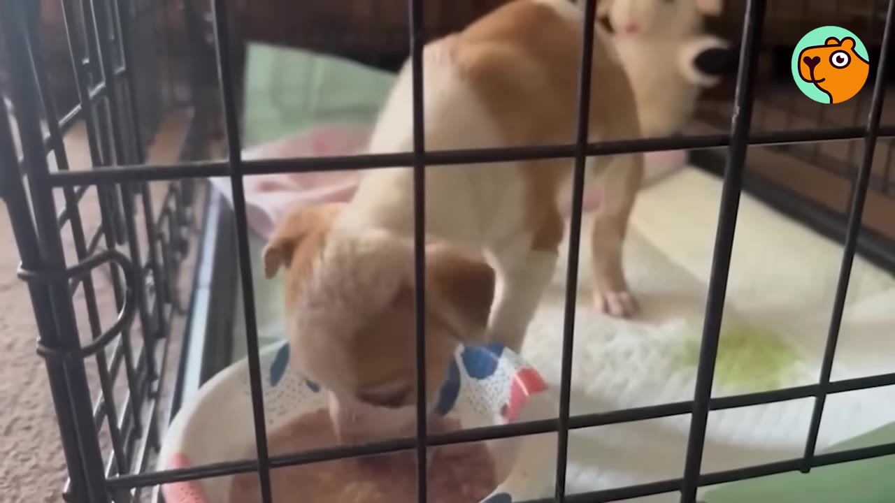 A small brown and white puppy inside a wire crate eating food from a bowl.
