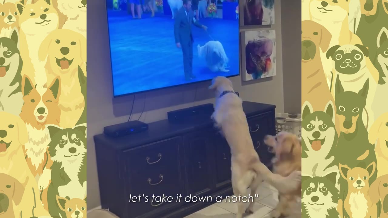 A golden retriever standing on its hind legs looking at a television screen while another golden retriever uses its paw to gently pull her back down to the floor.