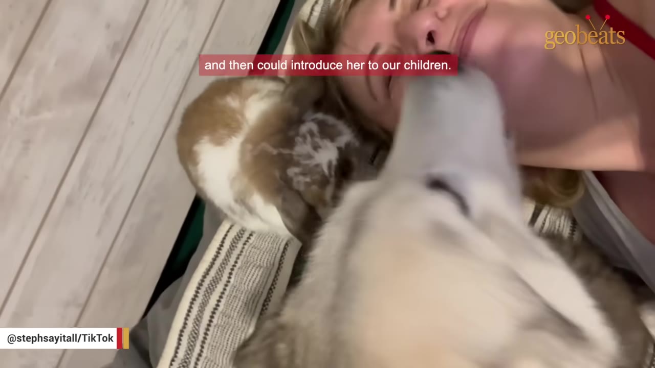 A close-up shot of a woman lying down on a pillow next to a brown and white rabbit, while a husky dog licks her face.