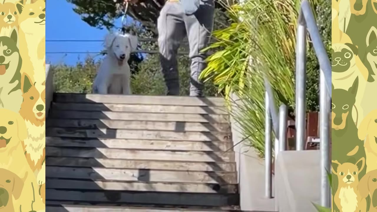 A white dog sits at the top of a flight of outdoor concrete stairs next to a person in grey pants.