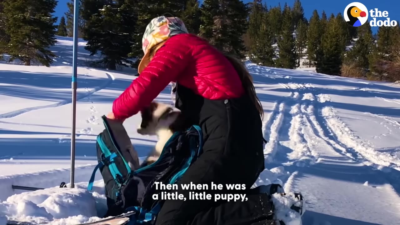 A person wearing a pink jacket and black snow pants places a small brown and white puppy into a blue backpack on a snowy slope.