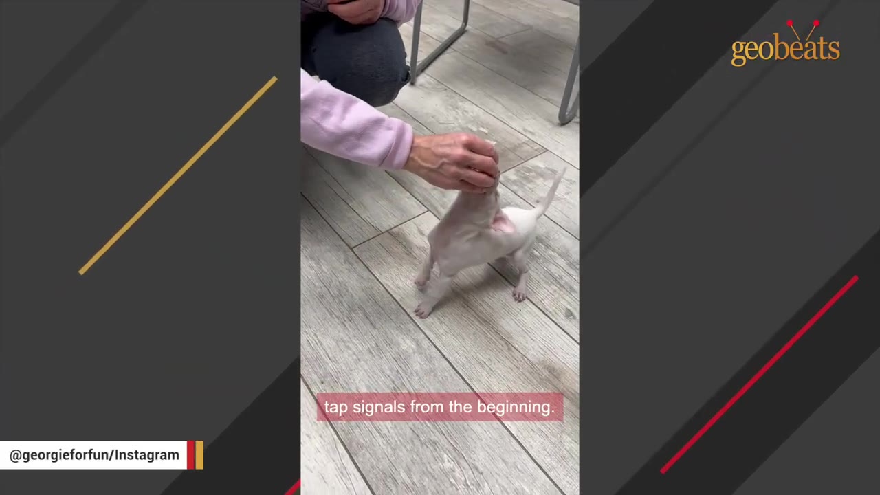 A person's hand gently taps the head of a small white puppy standing on a wooden floor.