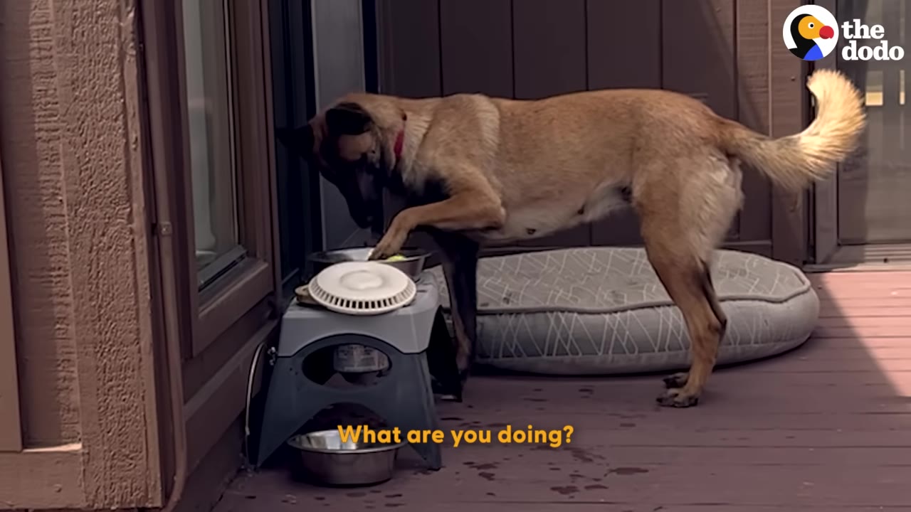 A tan and black dog stands on a wooden deck, hesitantly placing a paw near a raised feeding bowl.