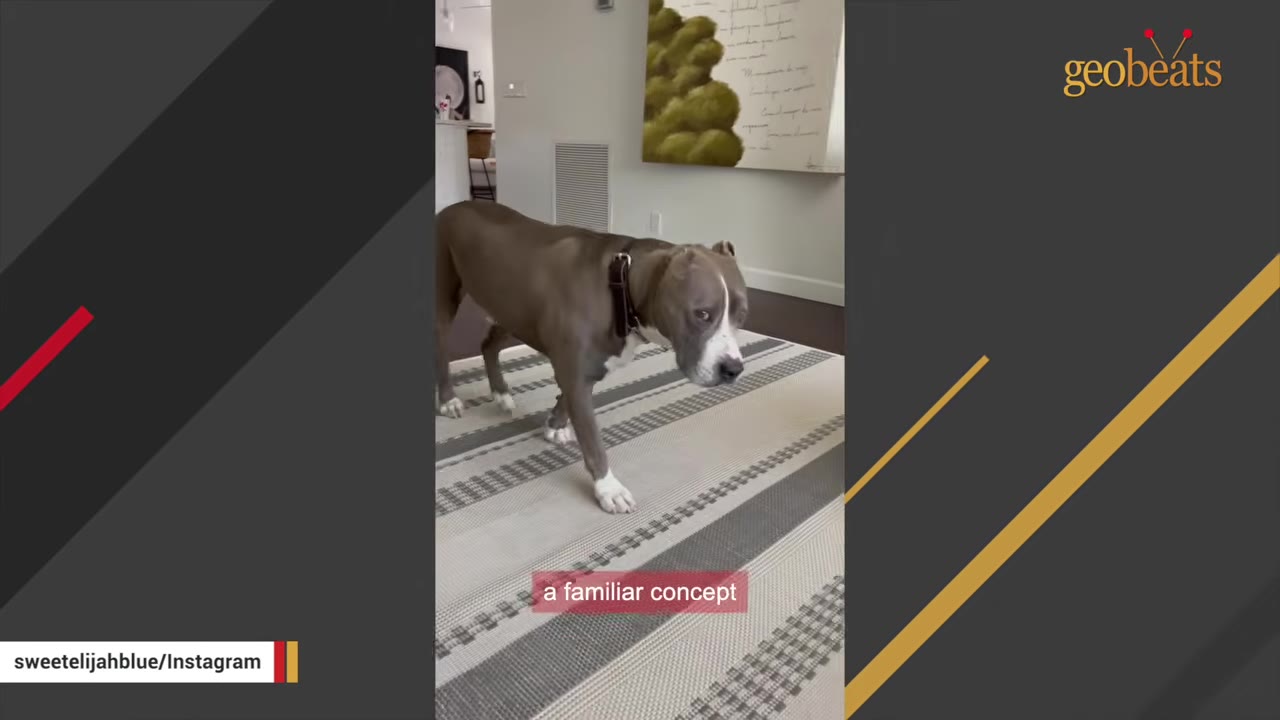 A grey and white pit bull cautiously walks across a striped rug inside a house.