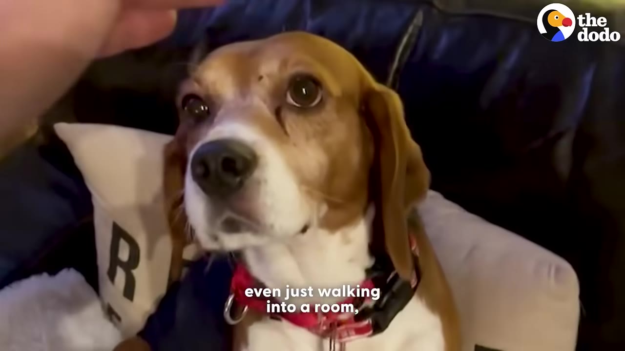 A close-up of a beagle dog looking up with wide, apprehensive eyes as a hand reaches toward it.
