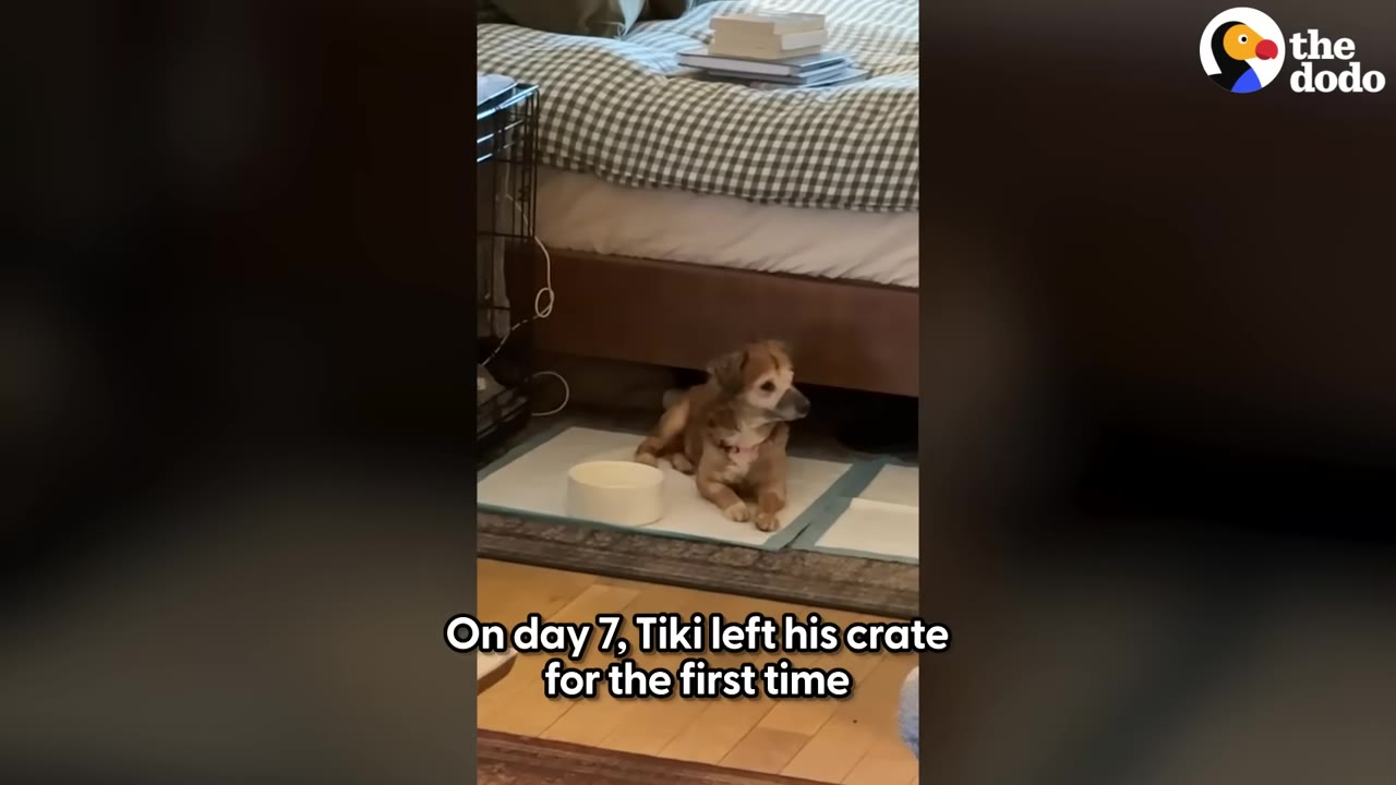 A small brown dog sits on a training pad on the floor next to a bed, having left his crate.