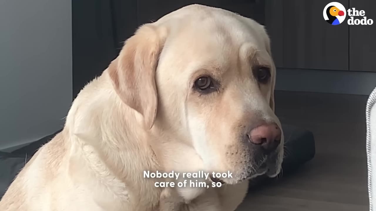A close-up portrait of a yellow Labrador Retriever looking sad and downcast.