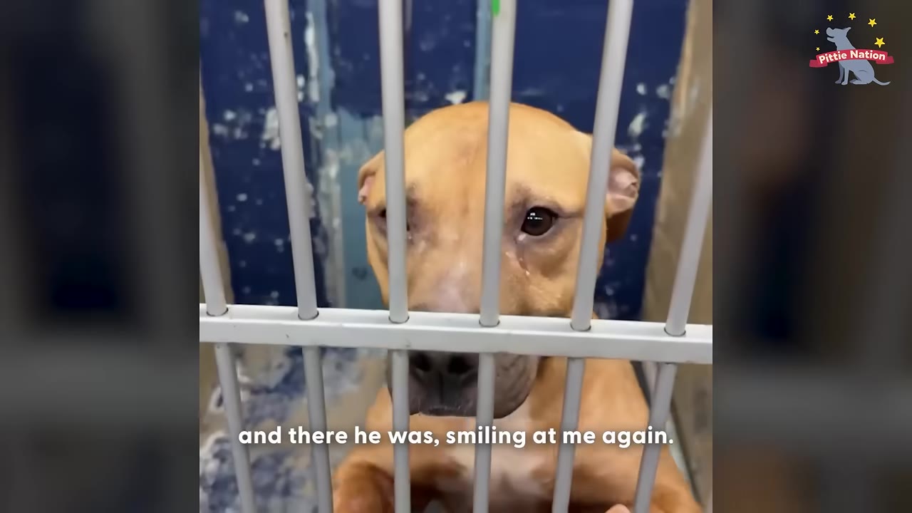 A tan dog with sad eyes looks out from behind the metal bars of a shelter kennel.