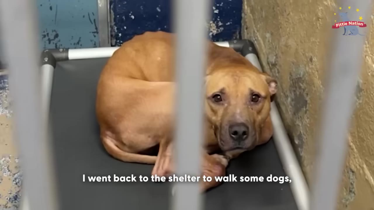 A brown dog curls up on a cot inside a shelter kennel, looking up through the metal bars with sad eyes.