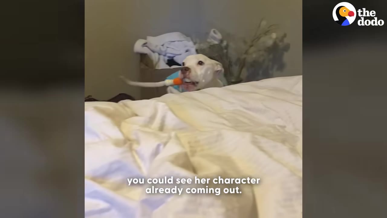 A white dog peeking over the edge of a bed with a colorful toy in its mouth.