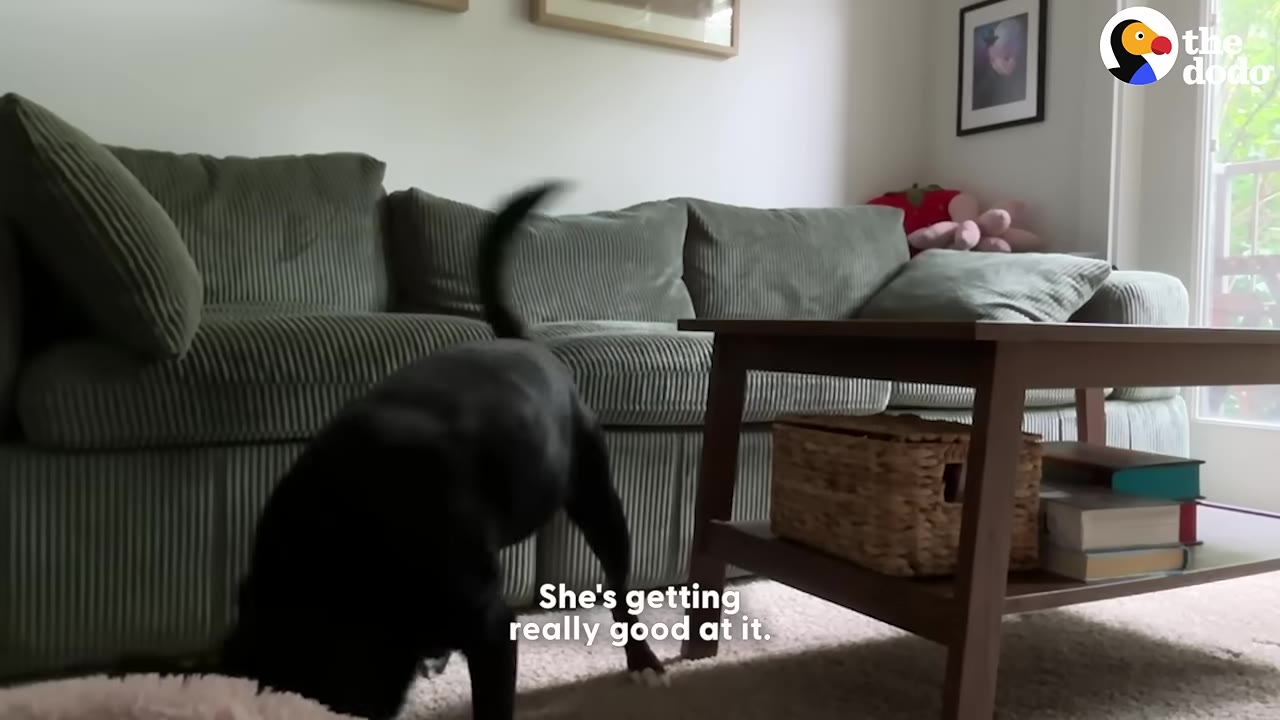 A black dog sniffs the carpet in a living room next to a green corduroy sofa and a wooden coffee table.