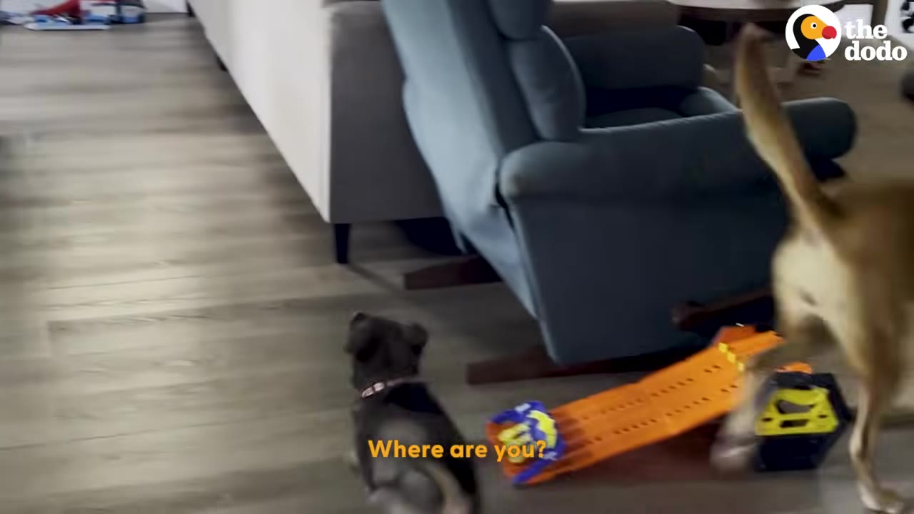 A small dark puppy sits on a wooden floor in a living room, looking towards a larger tan dog running past a blue armchair.
