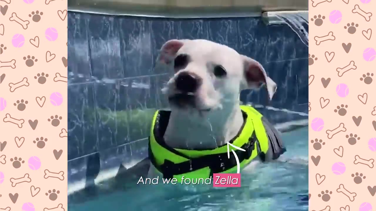 A white dog wearing a bright yellow life vest swims in a pool, with text on screen reading 'And we found Zella'.