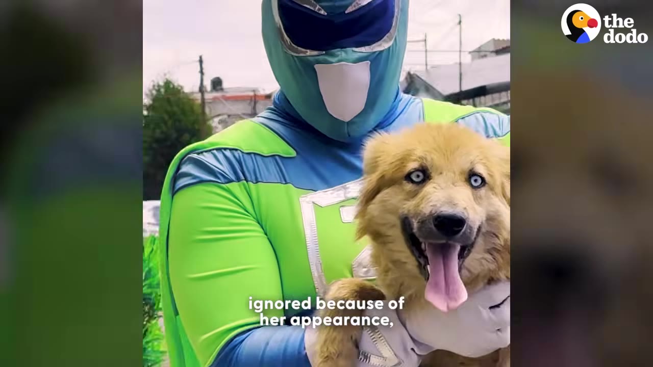 A fluffy tan dog with striking blue eyes is held by a person wearing a green and blue superhero costume, with text overlay reading 'ignored because of her appearance,'.