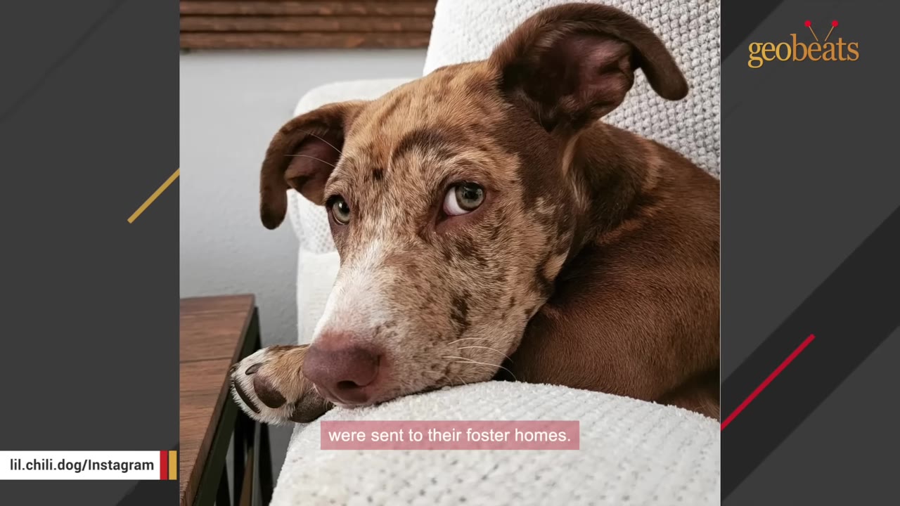 A close-up shot of a brown and white speckled puppy resting its head on a white textured cushion, looking directly at the camera with expressive eyes.