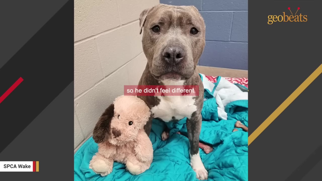 A grey pit bull-type dog with one ear sits on a blue blanket next to a matching stuffed toy dog.