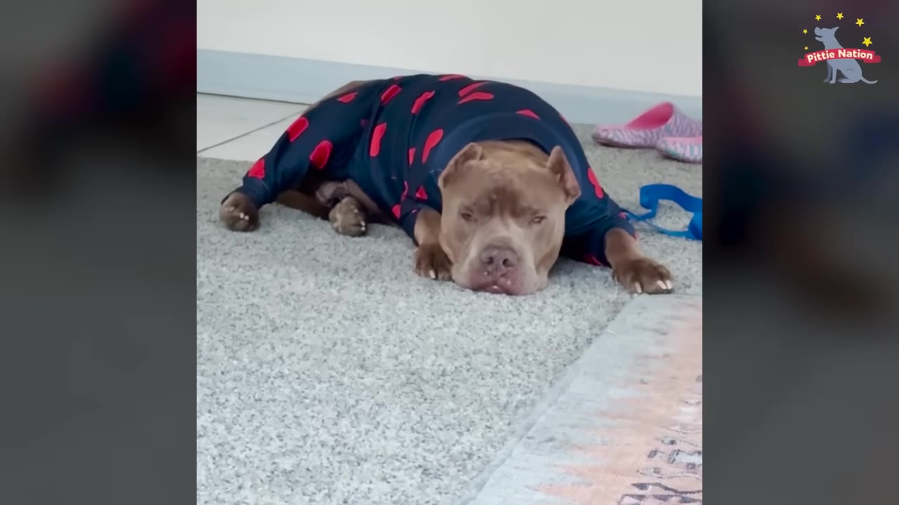 A brown pit bull wearing blue pajamas with red hearts lies on a grey carpet.