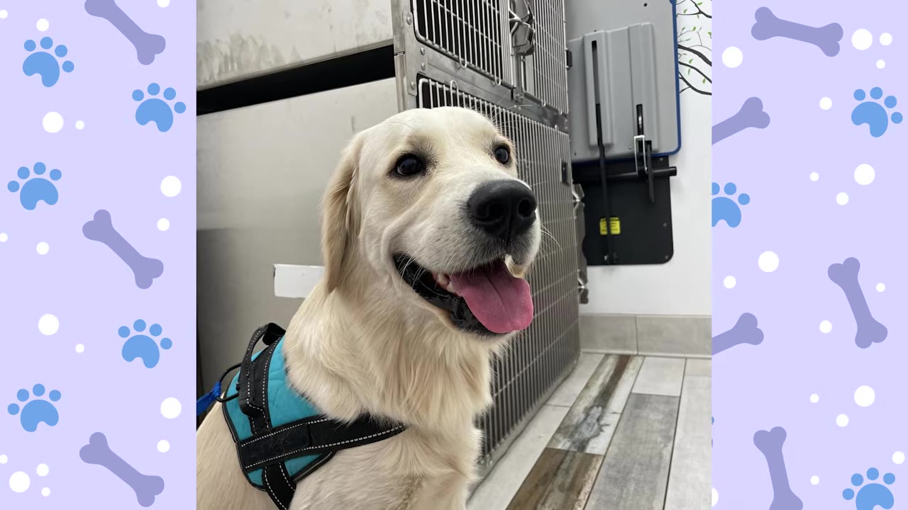 A close-up of a light-colored golden retriever wearing a blue service vest, looking alert and happy with its mouth open.