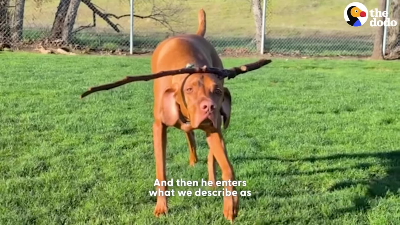 A brown dog carefully balances a long wooden stick on its head while walking on a green lawn.