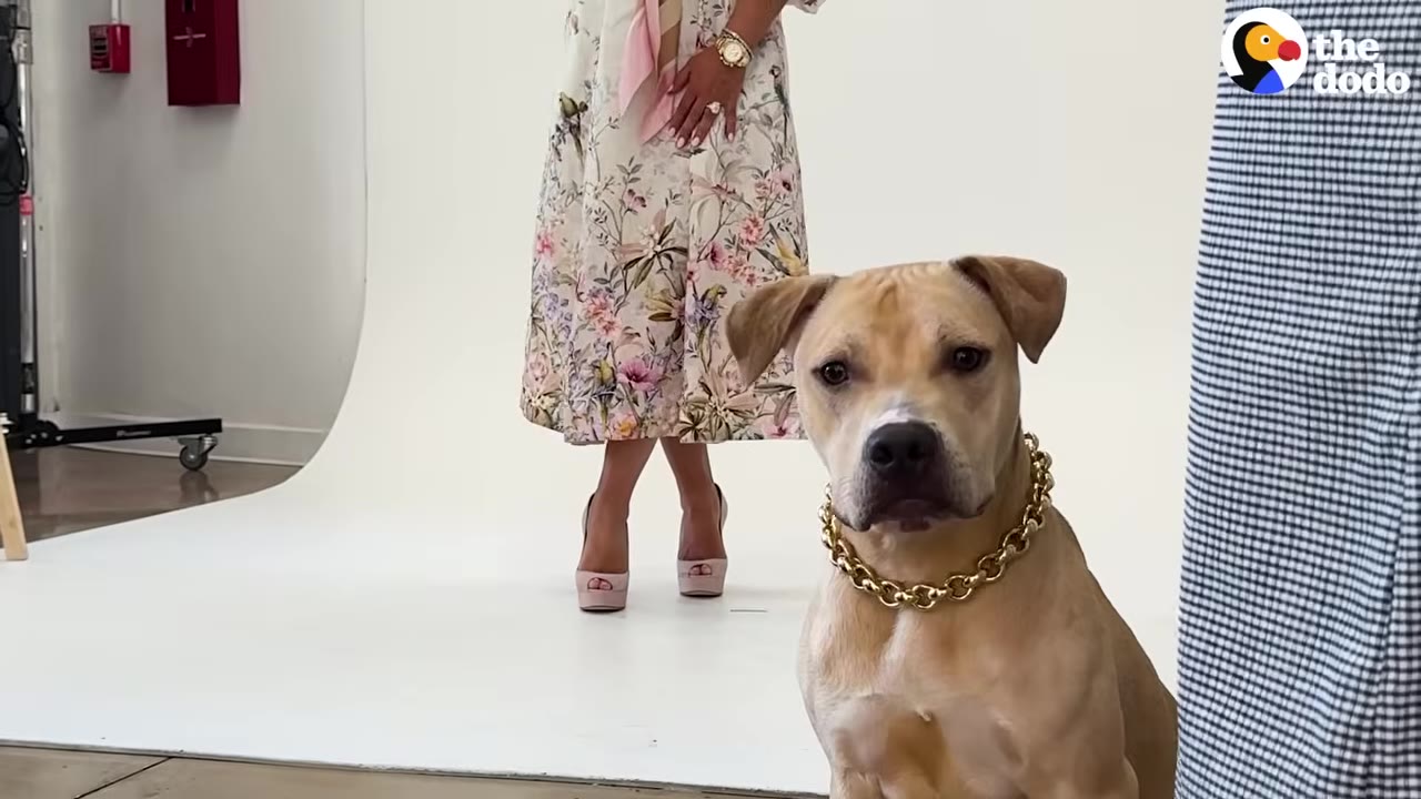 A tan pit bull-type dog wearing a thick gold chain collar sits in the foreground of a photo studio, with a person in a floral dress and pink heels standing on a white backdrop in the background.