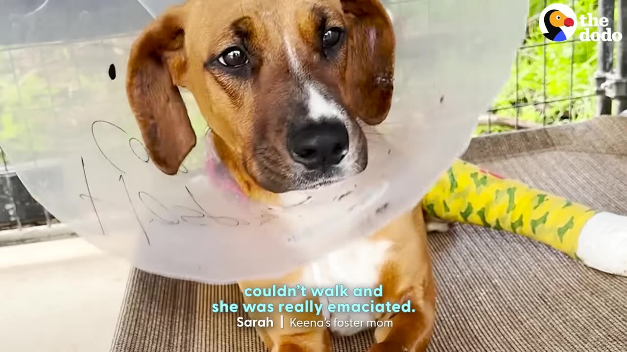 A brown and white dog wearing a plastic protective cone and a yellow patterned leg cast sits on a mat, looking directly at the camera with a caption identifying Sarah as Keena's foster mom.