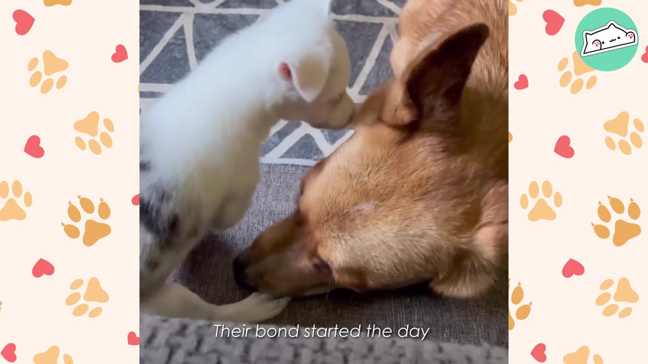 A small white puppy with black spots gently sniffs the ear of a larger tan dog lying down on a patterned rug.