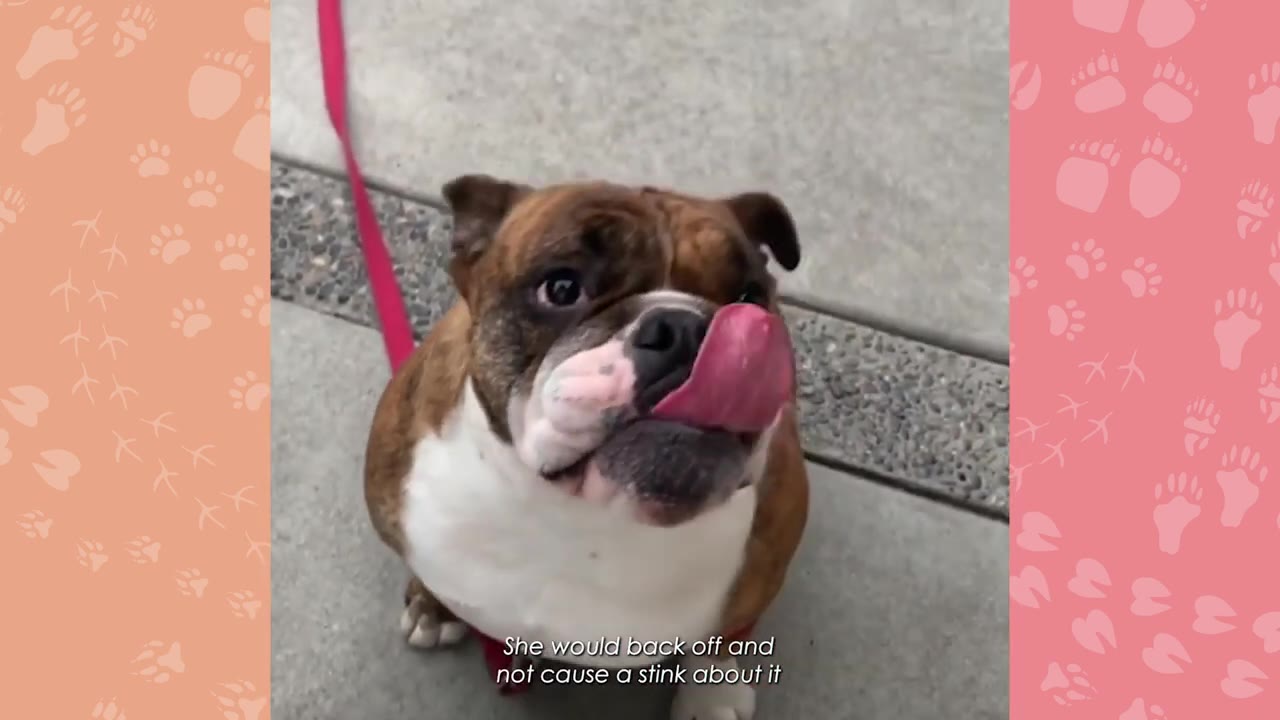 A brown and white bulldog on a leash looking up and licking its nose.