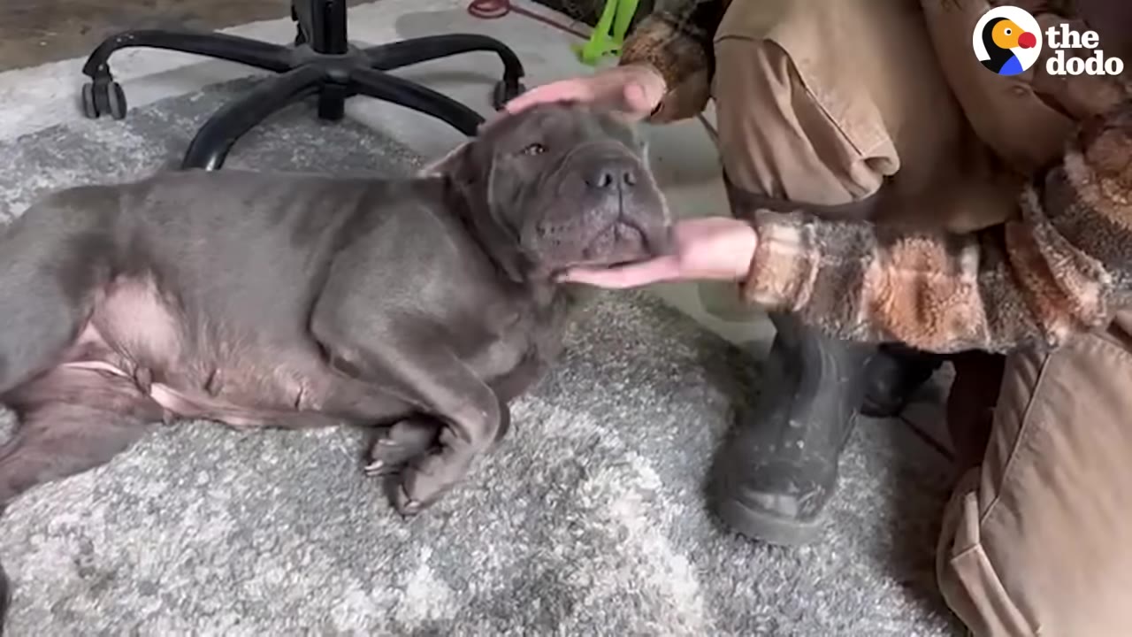 A grey pit bull mix lies on a rug, looking up contentedly as a person gently cradles its chin and pets its head.