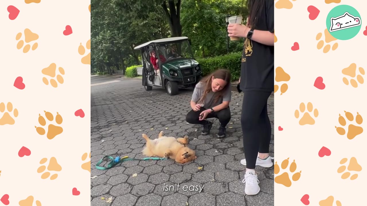 A fluffy brown dog lies on its back on a paved park path while a woman crouches down and smiles at it.