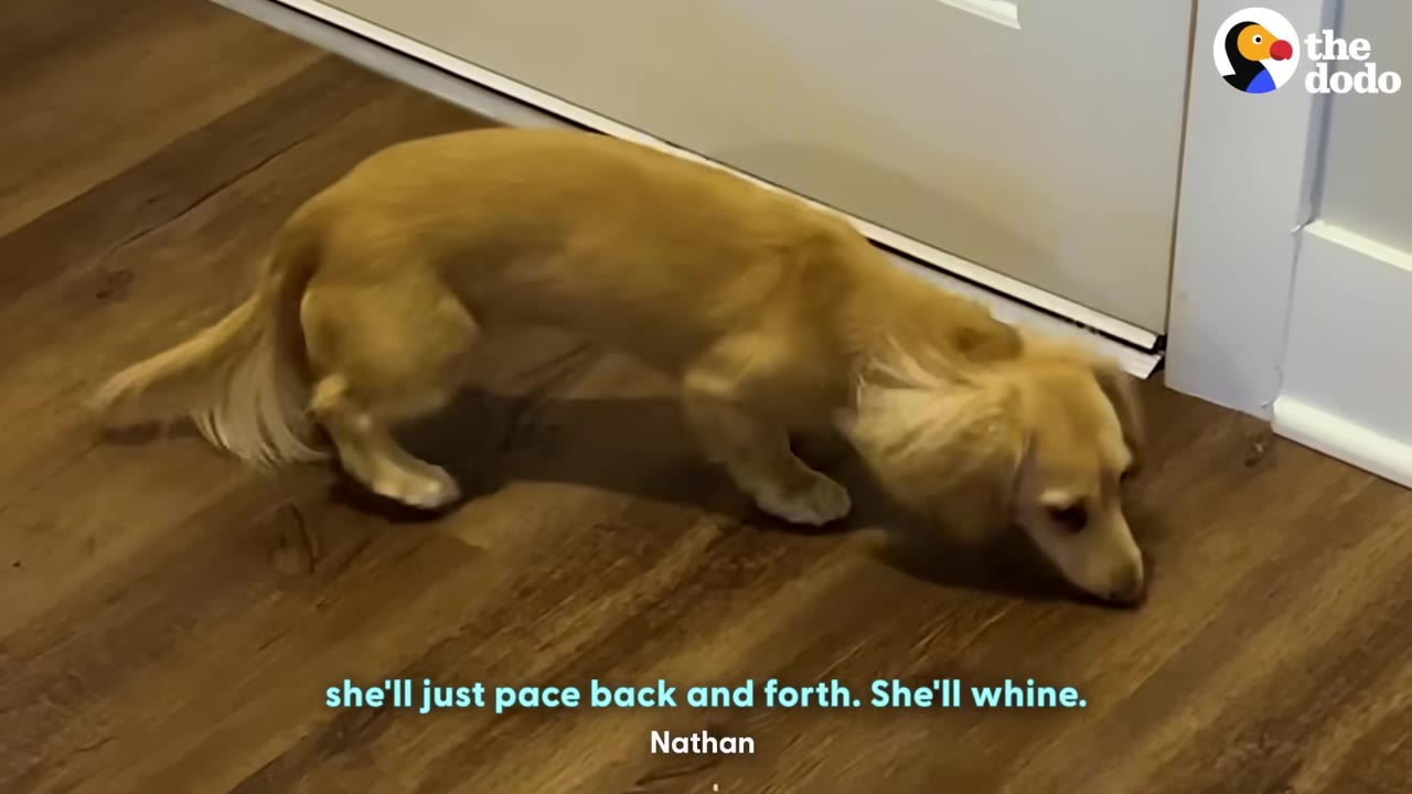 A long-haired dachshund sniffing the wooden floor near a closed white door.